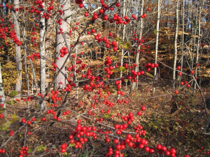 winterberry